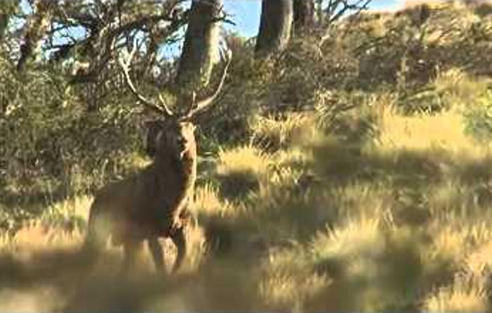 Red Stag Patagonia 2013