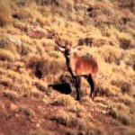 the allure of Red Stag Patagonia through the sight of the deer, gracefully navigating the vast meadows of this remarkable wilderness