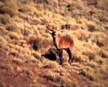 the allure of Red Stag Patagonia through the sight of the deer, gracefully navigating the vast meadows of this remarkable wilderness