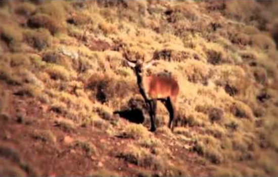 the allure of Red Stag Patagonia through the sight of the deer, gracefully navigating the vast meadows of this remarkable wilderness