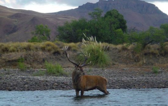 Red Stag Patagonia - Junin