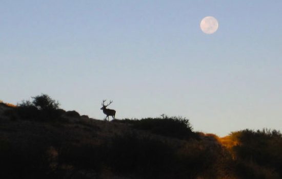 Red Stag Patagonia - Junin