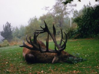 Magnificent deer specimen with Red Stag Patagonia.