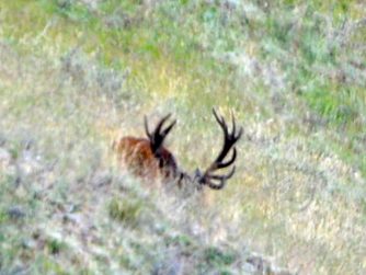 Explore the untamed wilderness of Red Stag Patagonia and encounter animals in their undisturbed natural habitat