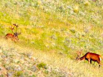 Embark on a wildlife adventure at Red Stag Patagonia, where animals roam undisturbed in their natural habitat