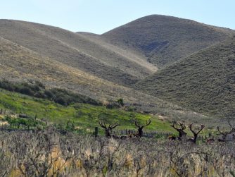 Embark on a mesmerizing journey through Red Stag Patagonia's untouched landscapes, home to majestic deer in their natural habitat.