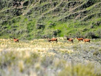 Observe the wonders of nature as animals flourish in their natural habitat within Red Stag Patagonia's boundaries
