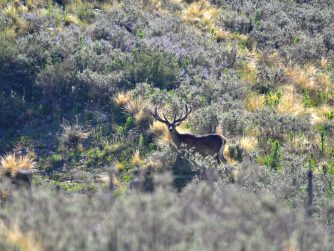 Red Stag Patagonia: Where Nature Unveils Its Most Captivating Views.