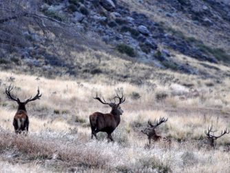 Immerse yourself in the wilderness of Red Stag Patagonia, where deer roam freely.