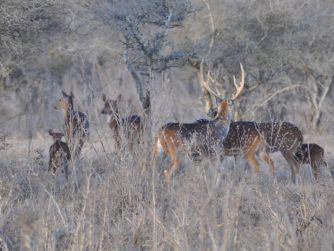 Embark on a wildlife expedition at Red Stag Patagonia, where animals live harmoniously in their untouched natural habitat