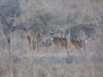 Explore the unspoiled beauty of Red Stag Patagonia's natural environment and encounter animals in their native habitat