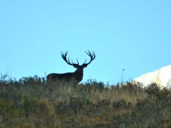 Experience the majesty of Red Stag Patagonia's wildlife with the graceful presence of deer roaming freely in their natural habitat.