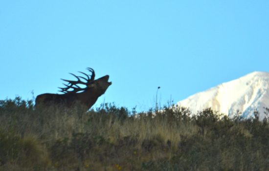 Embark on your adventure amidst the breathtaking Lanin Mountains, home to the legendary Red Stag of Patagonia.