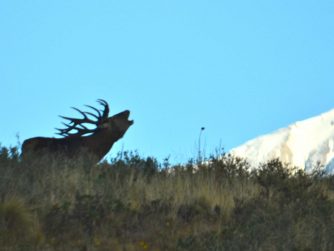 Witness the harmony of nature as the wilderness comes alive with the presence of deer, a captivating sight offered by Red Stag Patagonia.