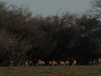 Discover the delicate balance of nature at Red Stag Patagonia, where animals inhabit their pristine natural habitat