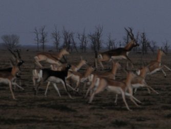 Immerse yourself in the untouched beauty of Red Stag Patagonia and encounter animals flourishing in their natural habitat