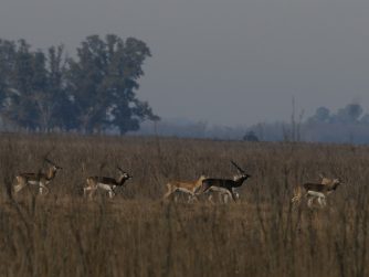 Immerse yourself in the natural splendor of Red Stag Patagonia, where animals flourish in their pristine habitat