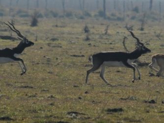 Discover the untamed landscapes of Red Stag Patagonia, where animals roam freely in their undisturbed natural habitat