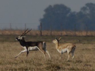 Witness the magnificence of wildlife at Red Stag Patagonia, where animals thrive in their undisturbed natural habitat