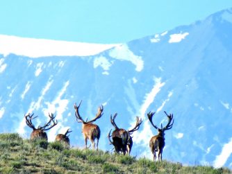 Experience the mesmerizing sight of Red Stag Patagonia's deer thriving in their natural wildlife habitat