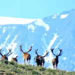 Red Stage Tupungato: Where the Majestic Red Deer Thrive in Pristine Landscapes.