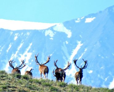 Red Stage Tupungato: Where the Majestic Red Deer Thrive in Pristine Landscapes.