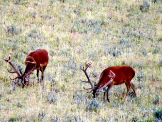 Witness the magnificent wildlife of Red Stag Patagonia thriving in their natural habitat