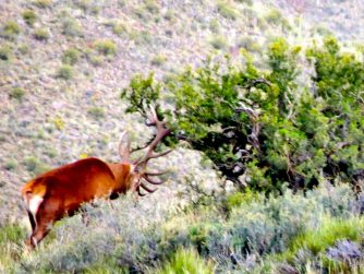 Immerse yourself in the captivating sight of animals in their untouched natural habitat at Red Stag Patagonia