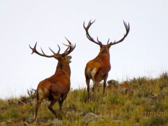 Discover the beauty of wildlife in their native habitat at Red Stag Patagonia, a sanctuary for untamed creatures