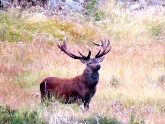 Discover the natural grace of Red Stag Patagonia's deer living unrestrained in the wild