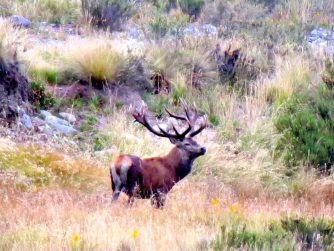 Embrace the beauty of Red Stag Patagonia's free-roaming deer in their untamed surroundings.