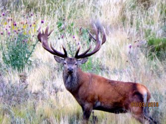 Experience the harmony of nature as animals roam freely in the pristine habitat of Red Stag Patagonia