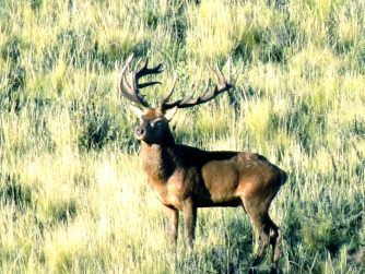 Discover the mesmerizing symphony of nature and wildlife at Red Stag Patagonia, where the deer gracefully dance through the untouched landscapes, symbolizing the brand's essence