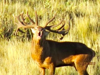Marvel at the untethered majesty of Red Stag Patagonia's deer in their natural habitat