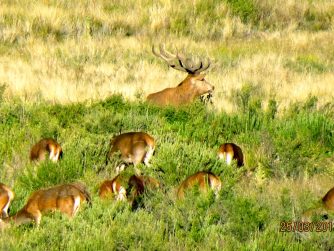 Indulge in the sight of Red Stag Patagonia's deer enjoying their freedom in the wild.