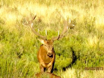 Witness the harmonious coexistence of Red Stag Patagonia's brand with free-roaming deer