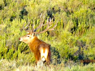 Witness the majesty of wildlife thriving in their natural habitat within the untouched landscapes of Red Stag Patagonia