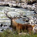 Successful culmination of the Red Stag hunt amidst the awe-inspiring landscapes of Lanin.