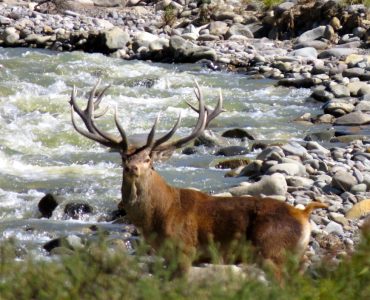 Successful culmination of the Red Stag hunt amidst the awe-inspiring landscapes of Lanin.