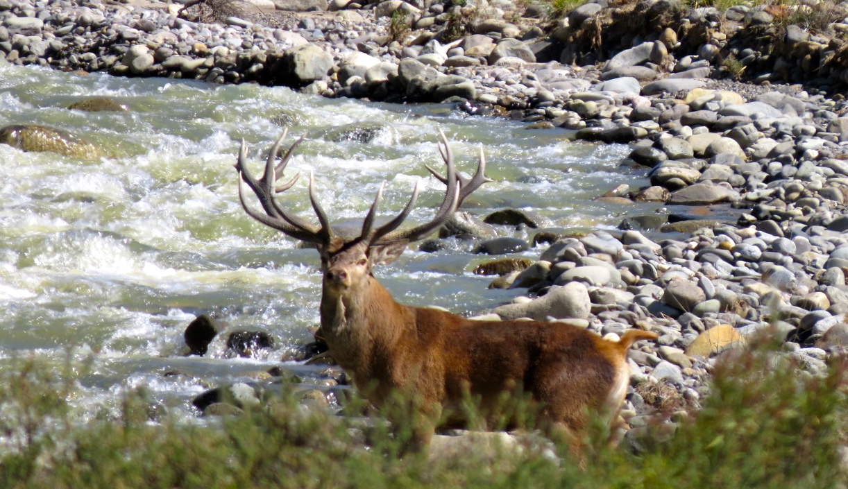 Successful culmination of the Red Stag hunt amidst the awe-inspiring landscapes of Lanin.