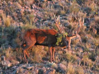 Immerse yourself in the enchanting world of wildlife, where deer gracefully navigate the landscape, courtesy of Red Stag Patagonia.