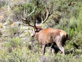 Embark on a journey of discovery as you encounter the mesmerizing sight of deer thriving in the wild, a hallmark of Red Stag Patagonia's commitment to nature.