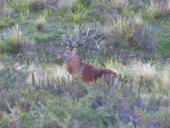 Experience the magic of Red Stag Patagonia's wildlife as you encounter majestic deer thriving in their unspoiled natural habitat.