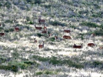 Experience the awe-inspiring sight of animals living in perfect harmony with their natural habitat at Red Stag Patagonia