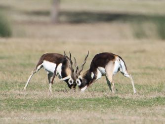 magnificent antelopes fighting in their natural habitat