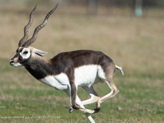 Big Games Buenos Aires: Witness the Grace of Antelopes in their Pristine Habitat.