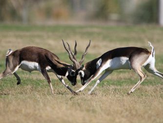 magnificent antelopes fighting in their natural habitat