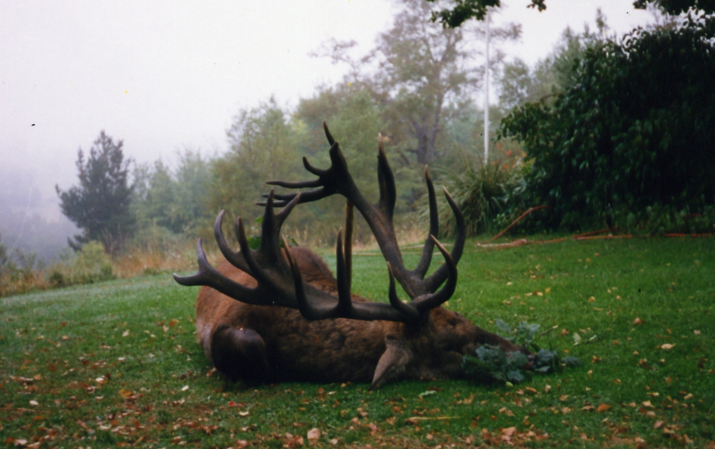 Embrace the Splendor: Red Stage Chile and the Captivating Red Deer Roaming the Wilderness.