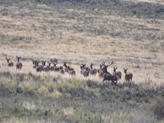 Embark on a wildlife exploration at Red Stag Patagonia, where animals thrive undist Embark on a wildlife exploration at Red Stag Patagonia, where animals thrive undist
