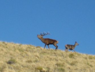 Observe the grace and resilience of animals in their natural habitat at Red Stag Patagonia's pristine landscapes